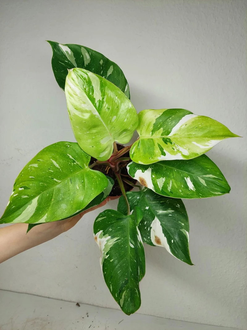 Philodendron White Princess Aurea Tricolor