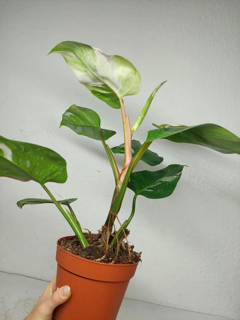 Philodendron White Princess Aurea Tricolor