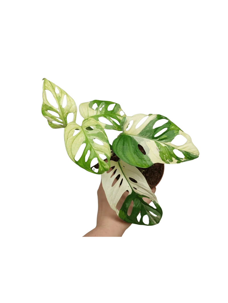Monstera Adansonii Variegata