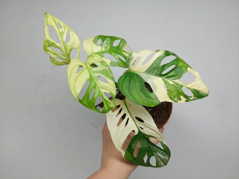 Monstera Adansonii Variegata