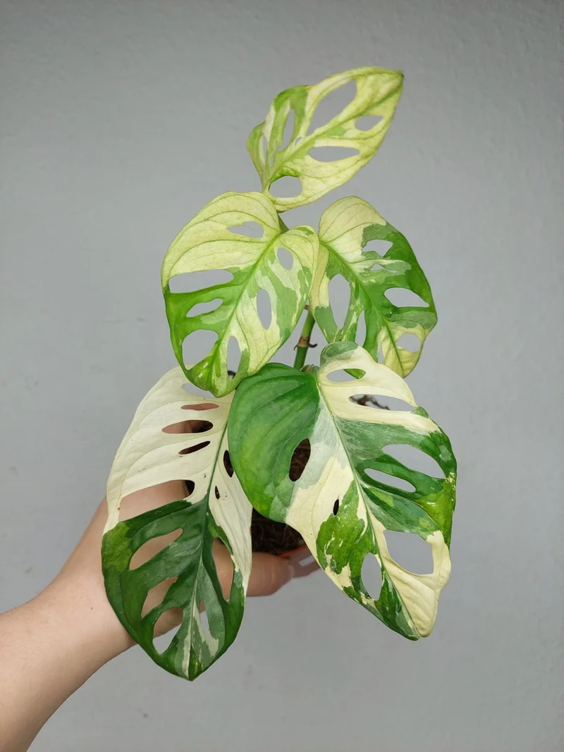Monstera Adansonii Variegata
