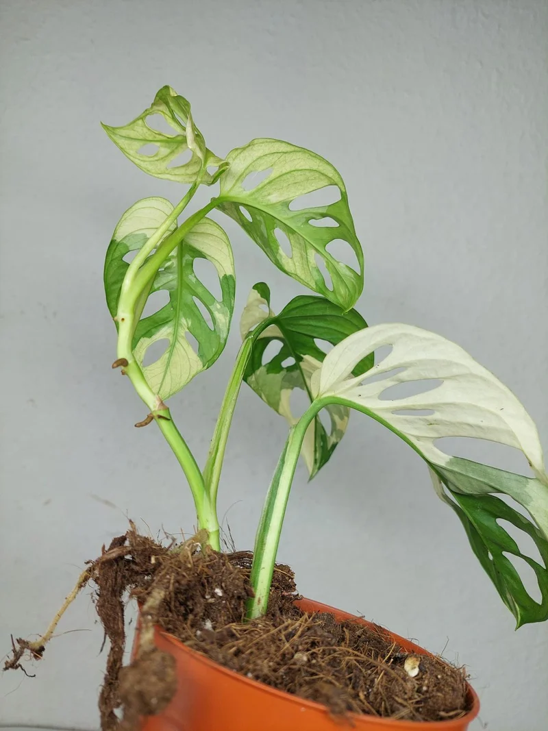 Monstera Adansonii Variegata