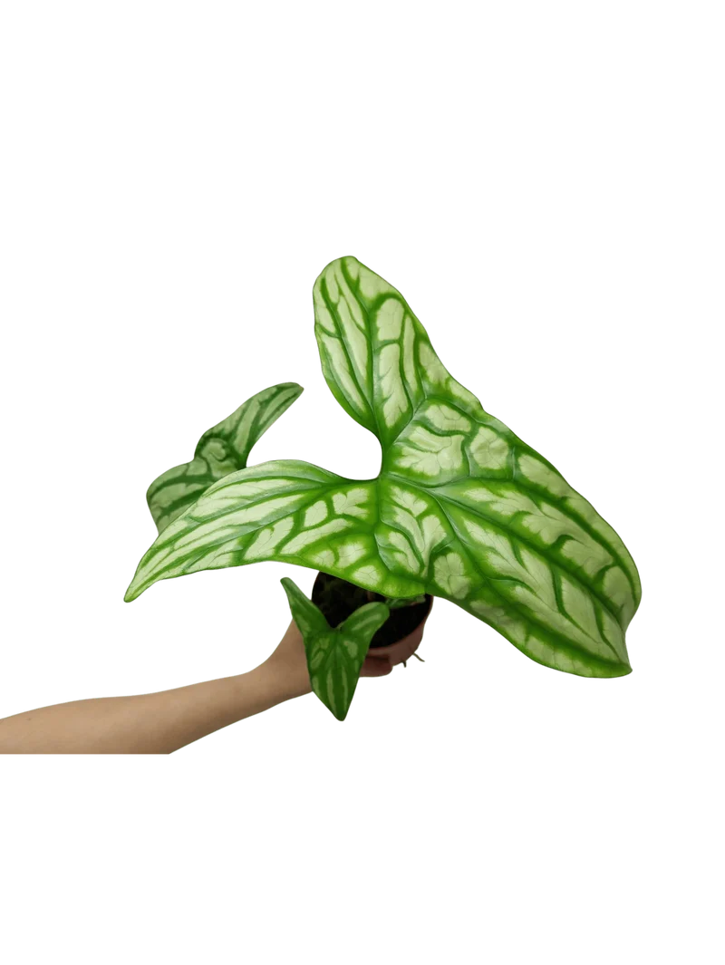 Cercestis Mirabilis