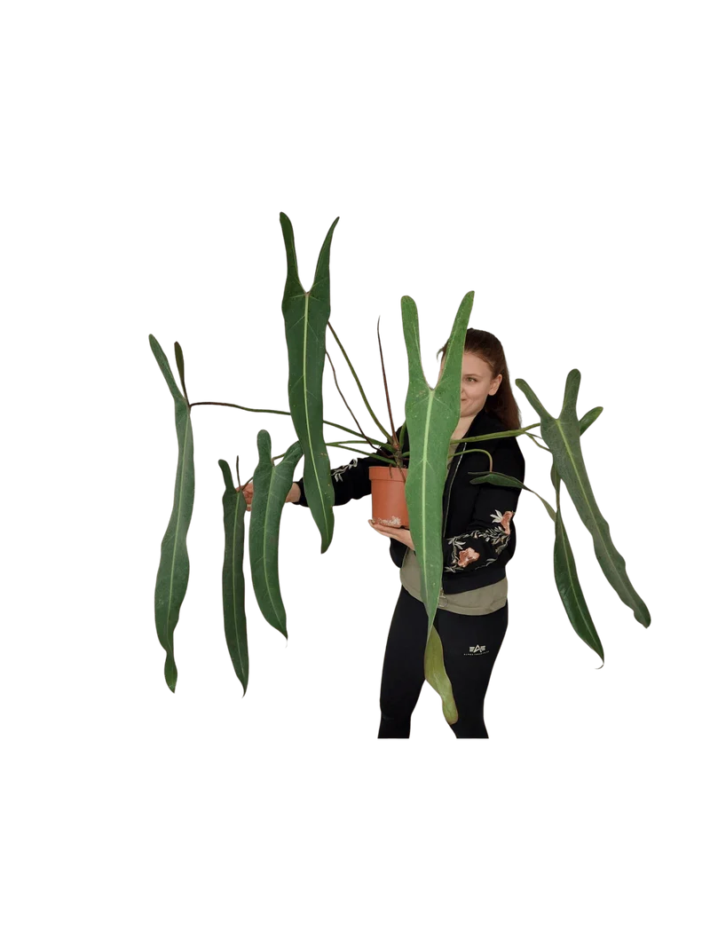 Philodendron Spiritus Sancti Adult