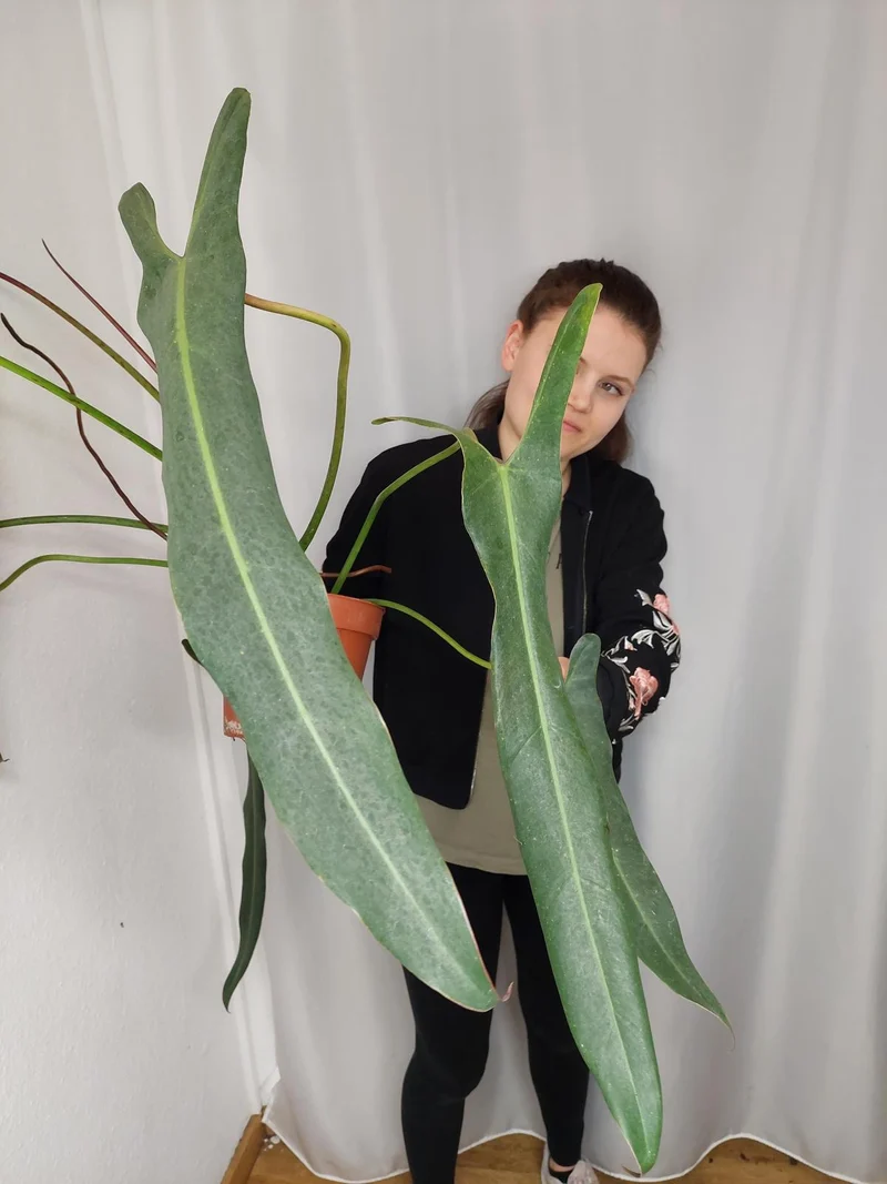 Philodendron Spiritus Sancti Adult
