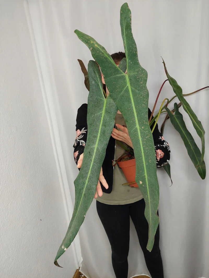 Philodendron Spiritus Sancti Adult