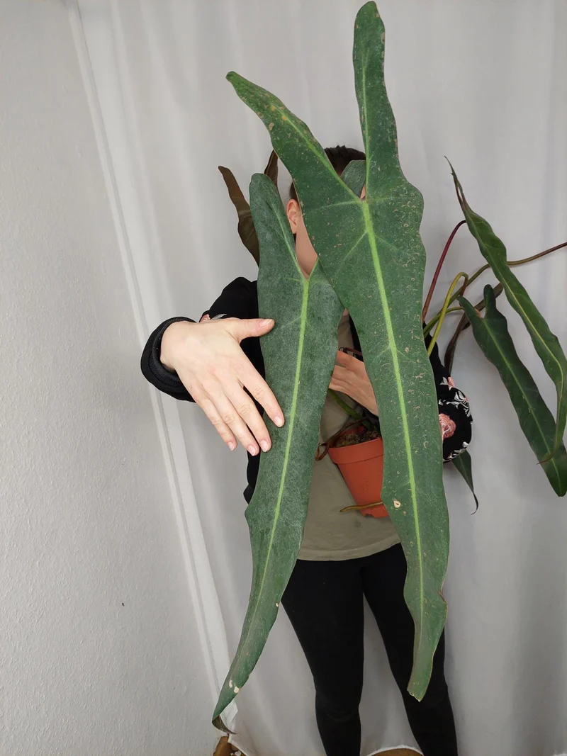 Philodendron Spiritus Sancti Adult