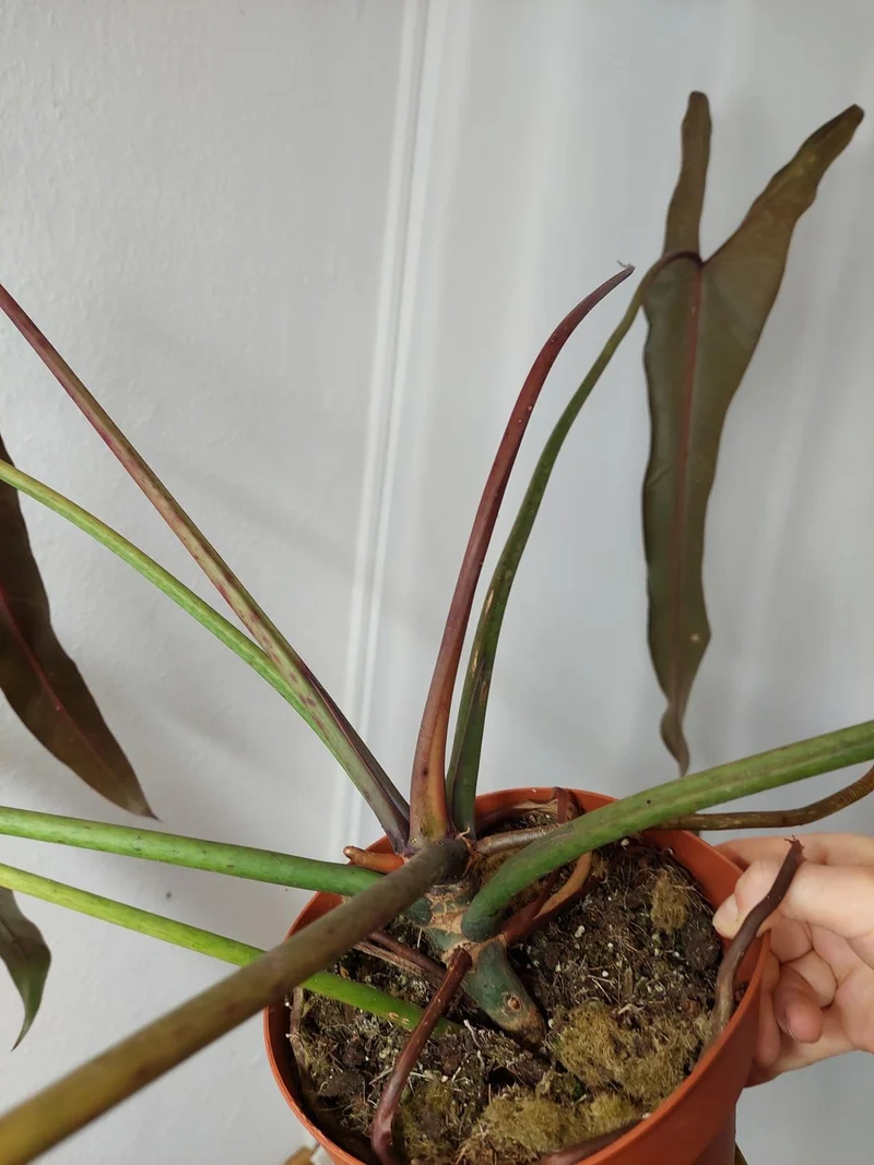 Philodendron Spiritus Sancti Adult