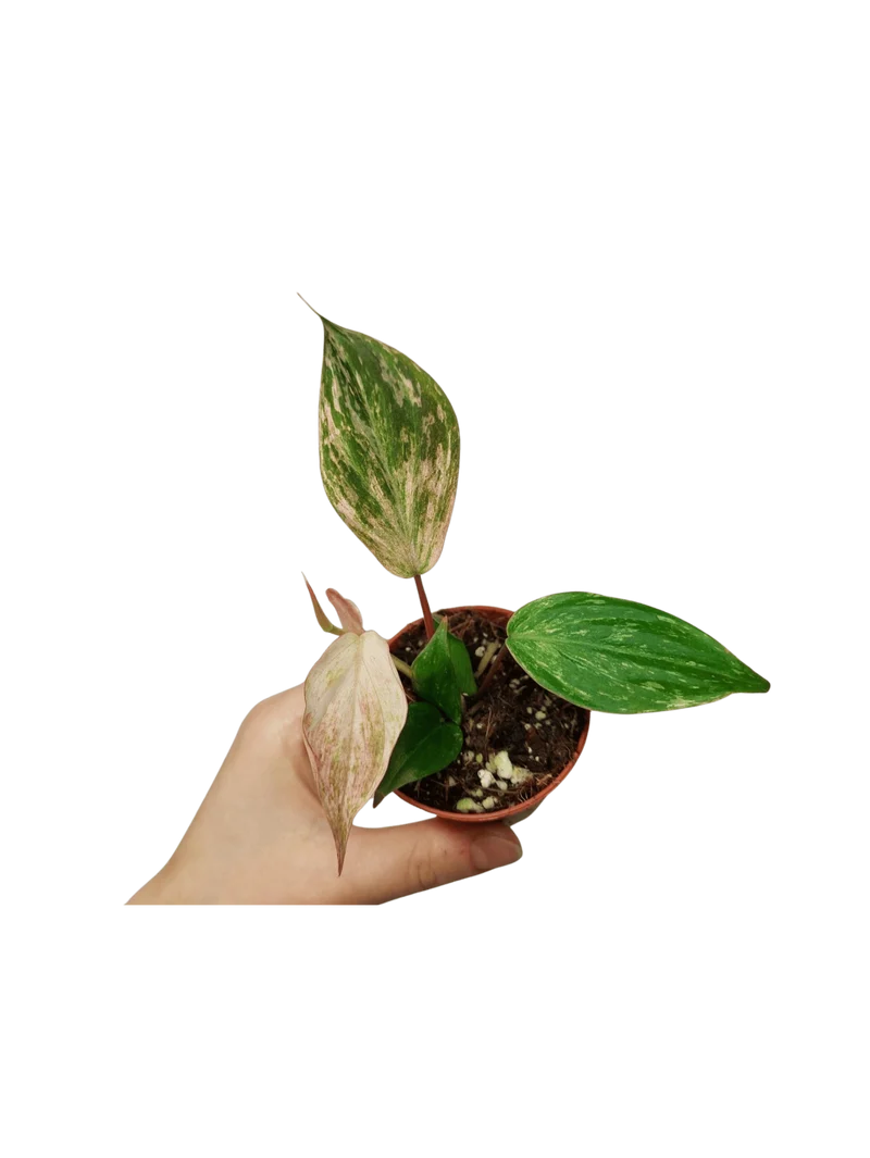 Philodendron Micans Marble Variegata
