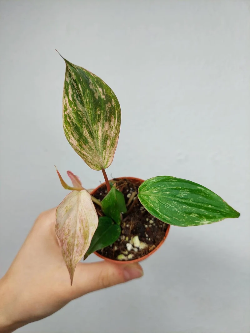Philodendron Micans Marble Variegata