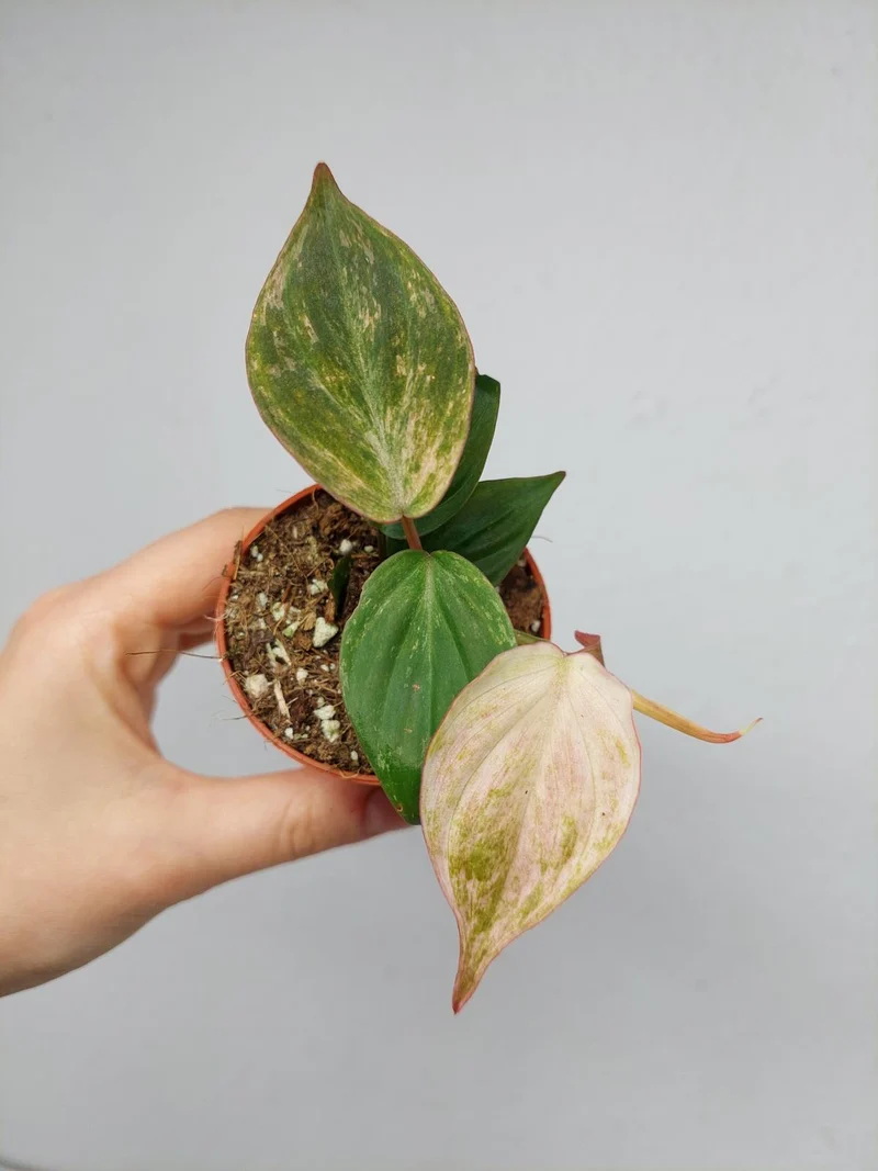 Philodendron Micans Marble Variegata