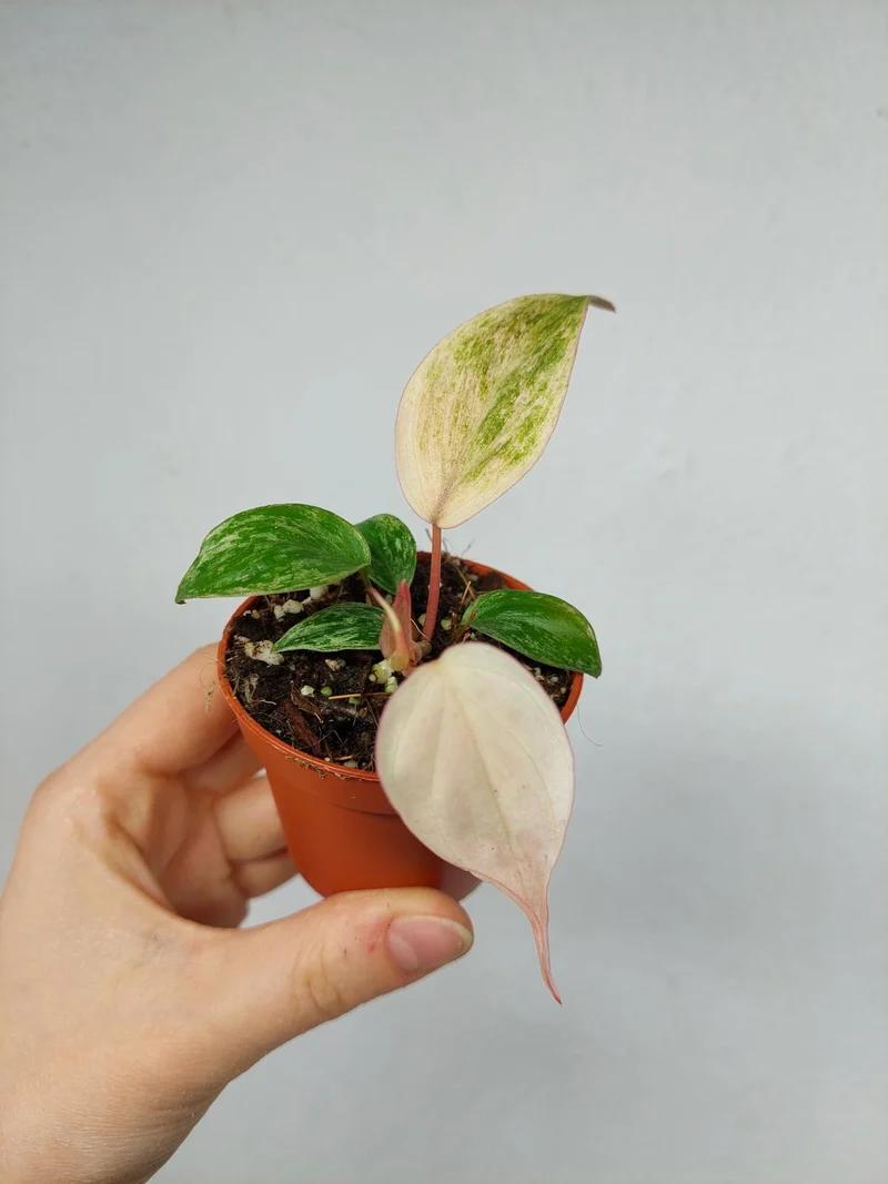 Philodendron Micans Marble Variegata