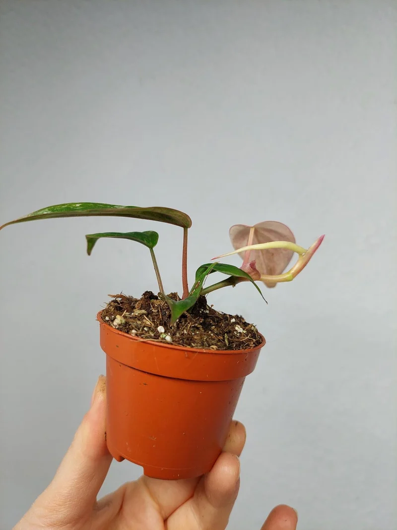 Philodendron Micans Marble Variegata