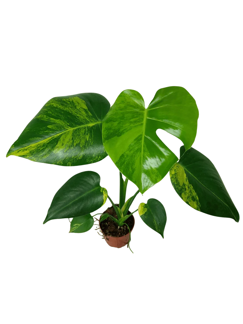 Monstera Aurea Yellow Marilyn
