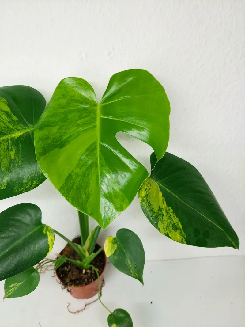 Monstera Aurea Yellow Marilyn