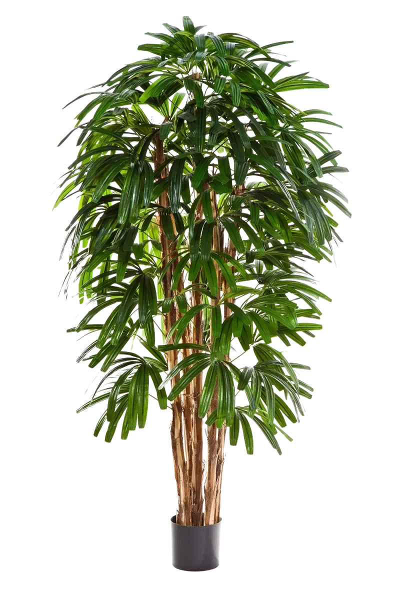Künstliche Steckenpalme - Noemi | 210 cm