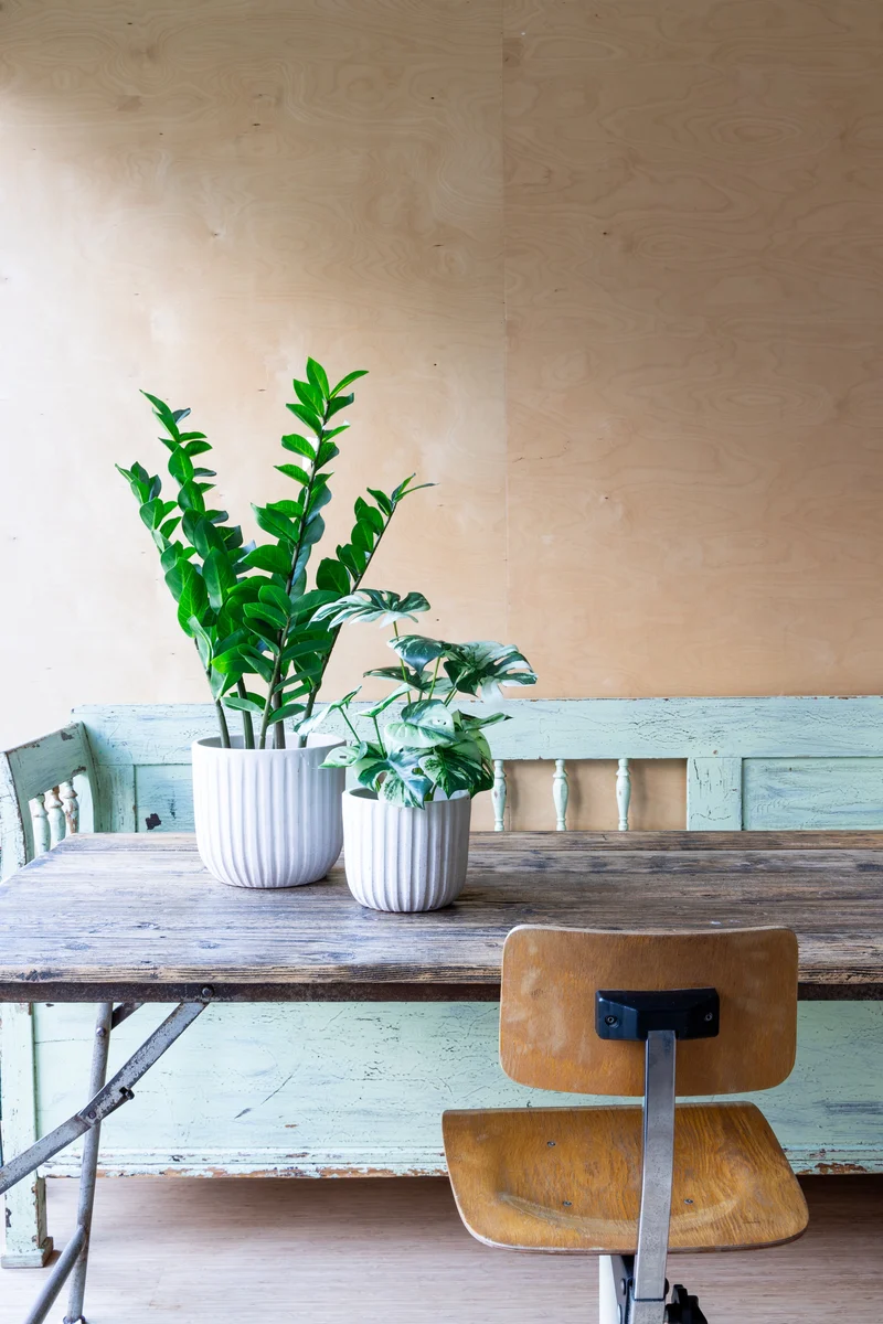 Zamioculcas Kunstpflanze 75cm