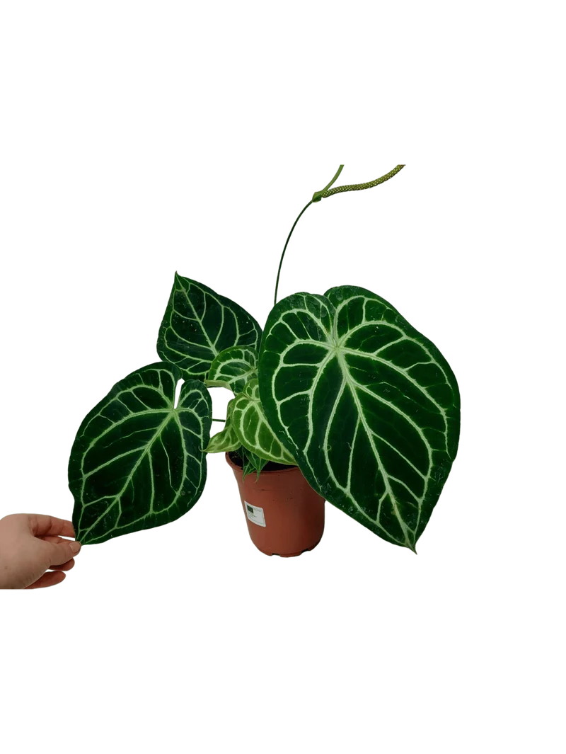Anthurium Crystallinum Hybrid