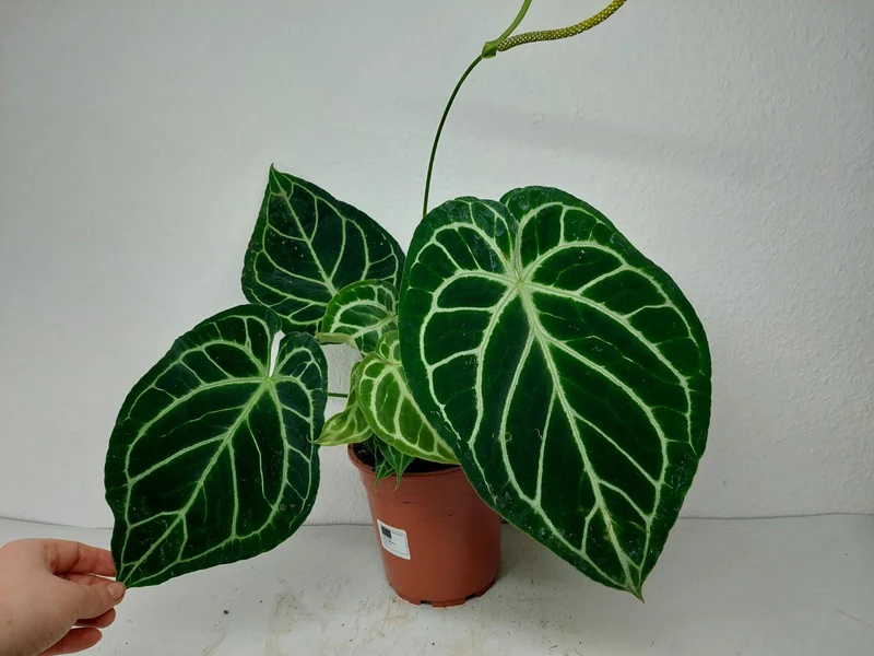 Anthurium Crystallinum Hybrid