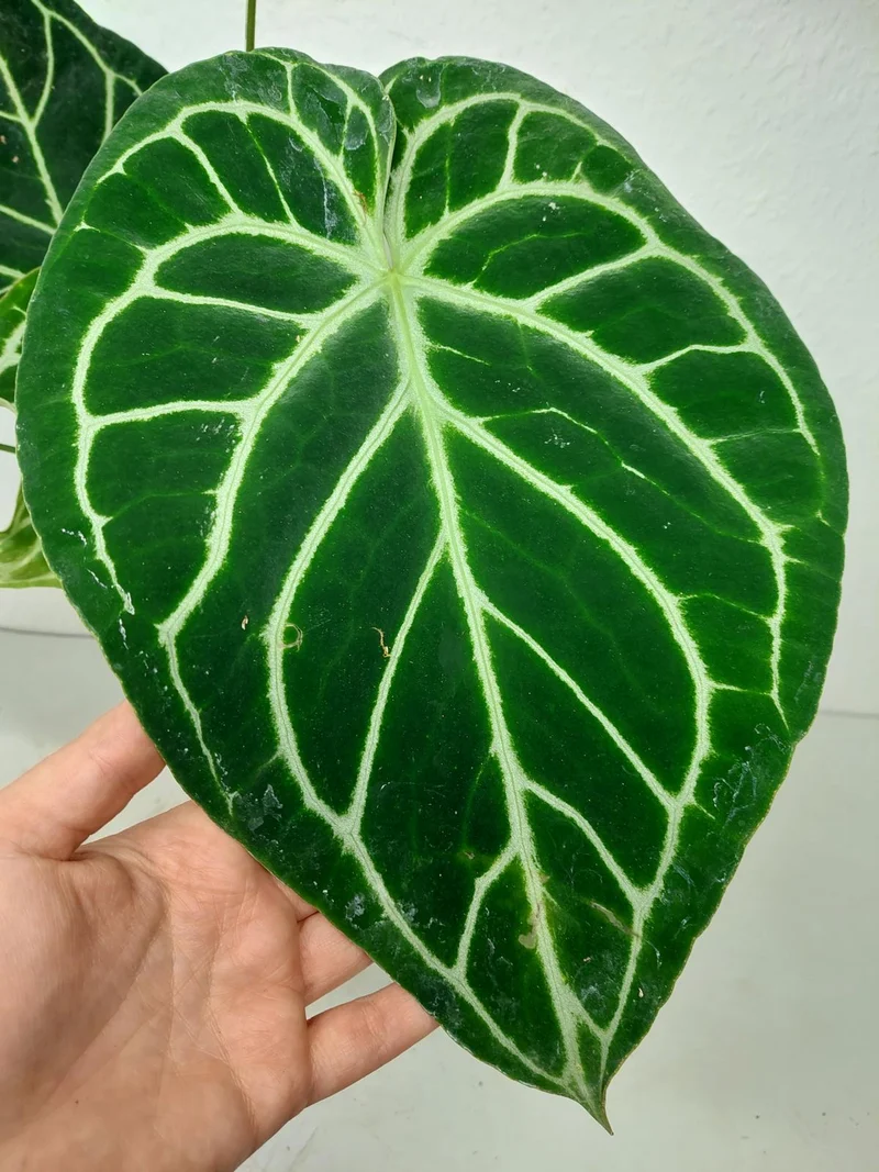 Anthurium Crystallinum Hybrid