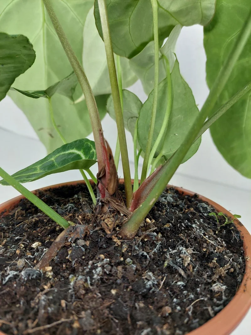 Anthurium Crystallinum Hybrid