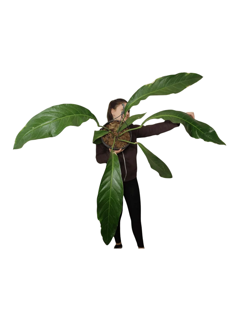 Anthurium Big Bill XXL