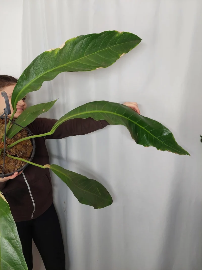 Anthurium Big Bill XXL