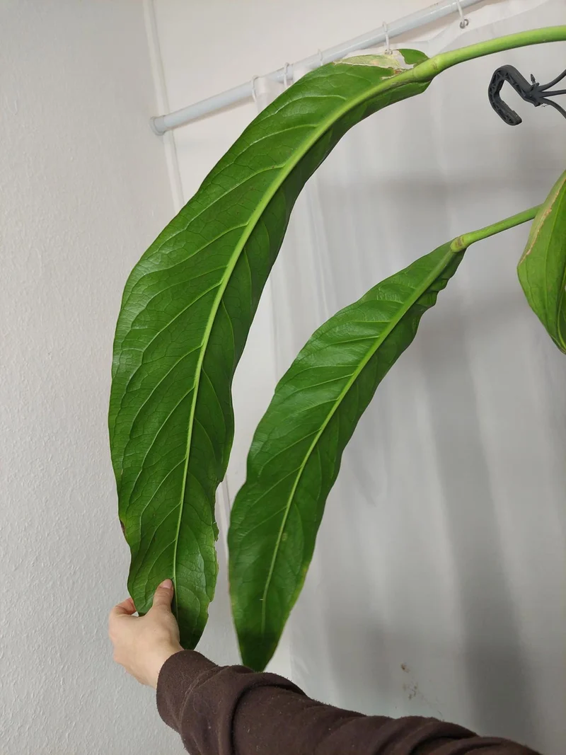 Anthurium Big Bill XXL