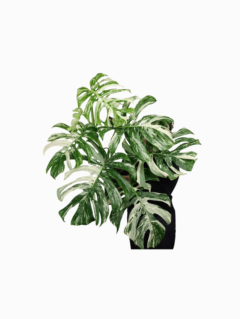 Monstera Variegata Adult