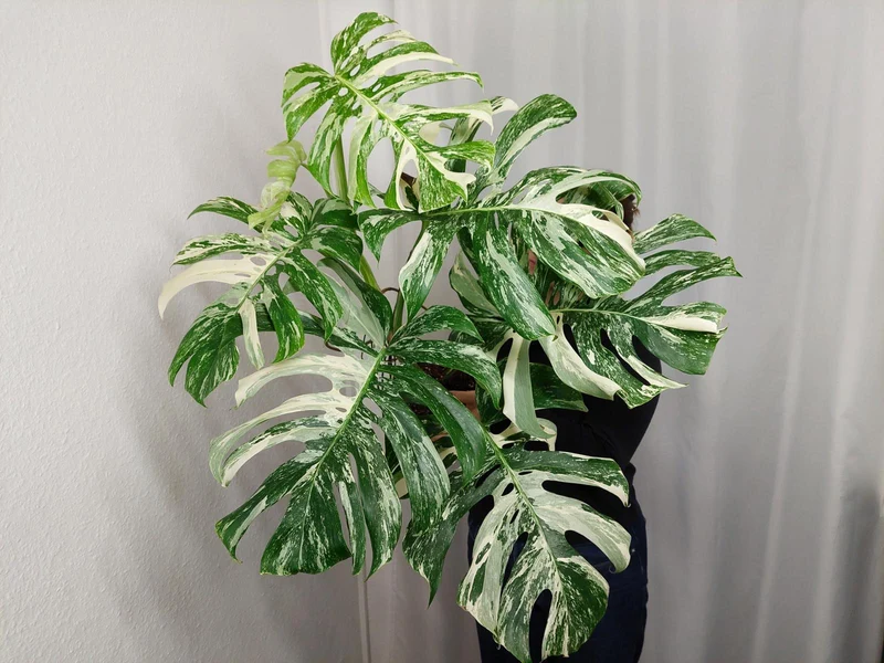 Monstera Variegata Adult