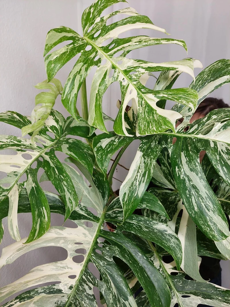Monstera Variegata Adult