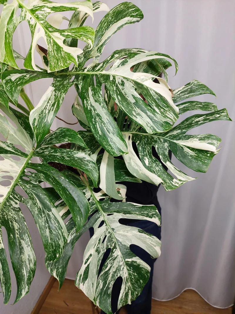 Monstera Variegata Adult