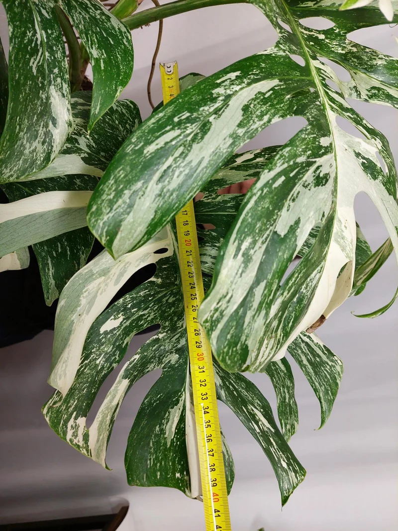 Monstera Variegata Adult