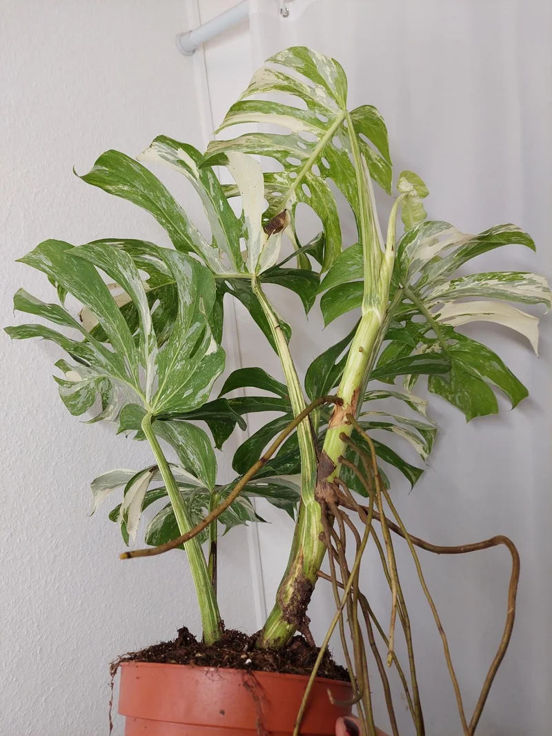 Monstera Variegata Adult