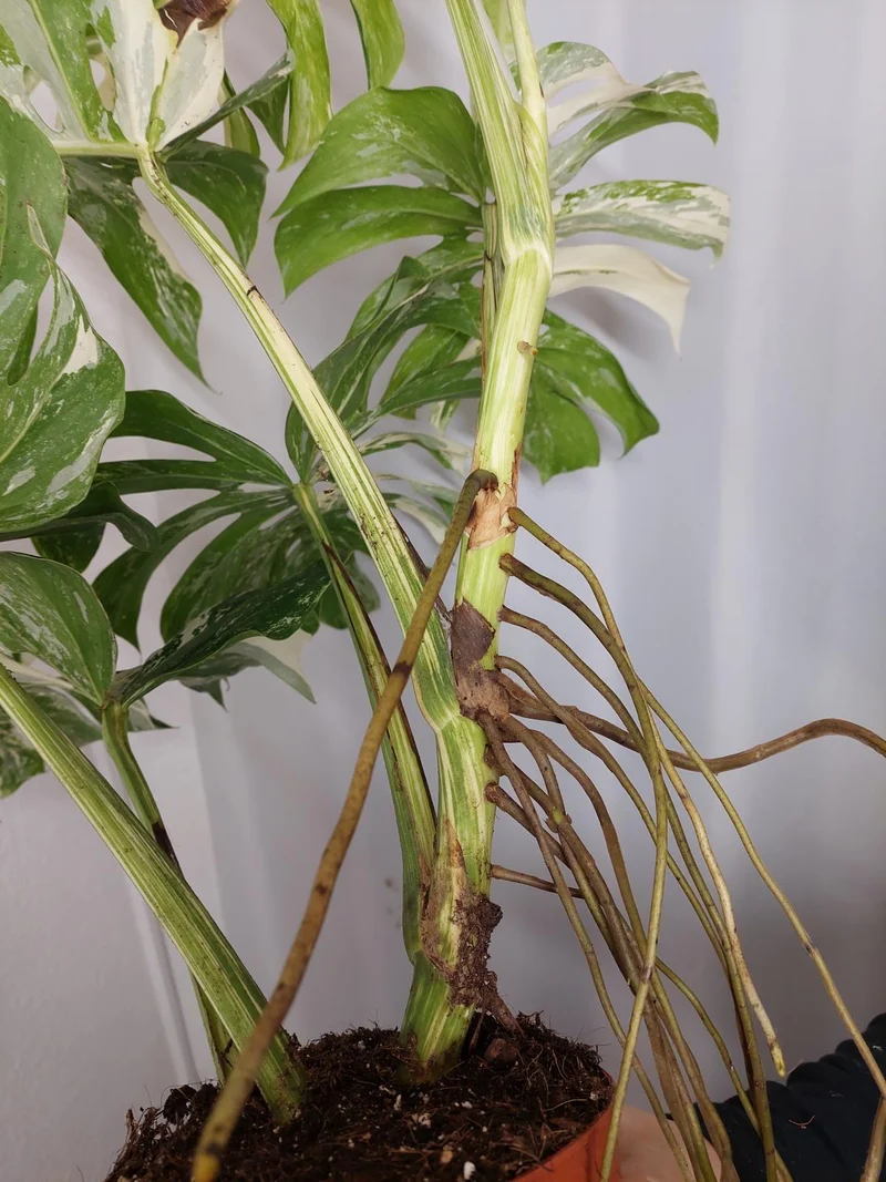 Monstera Variegata Adult