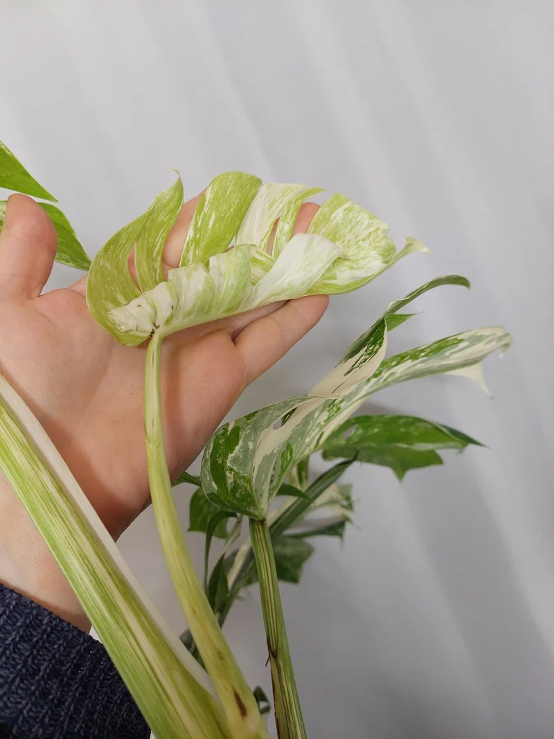 Monstera Variegata Adult