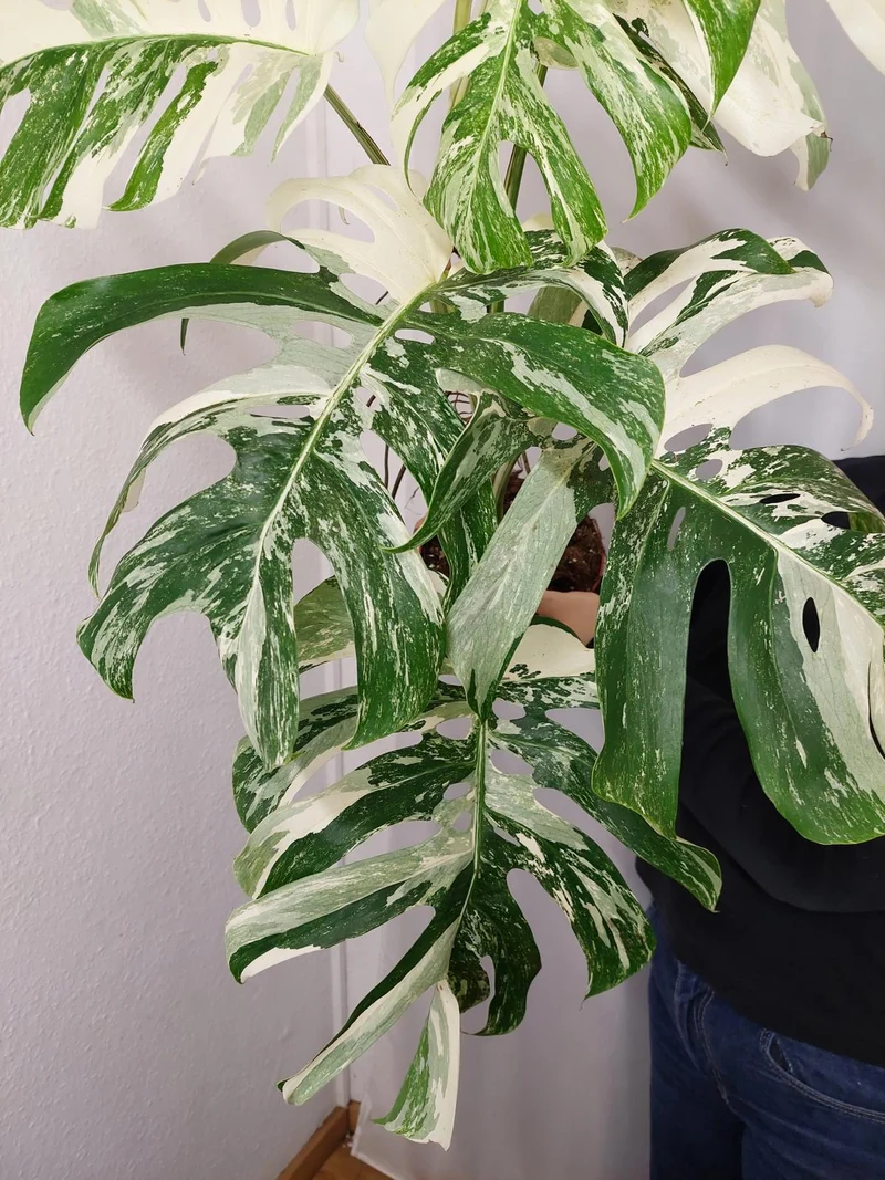 Monstera Variegata Adult
