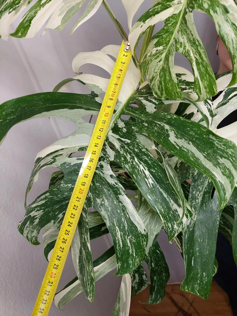 Monstera Variegata Adult