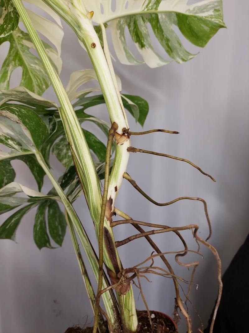 Monstera Variegata Adult