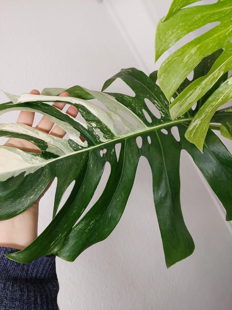 Monstera Variegata Adult