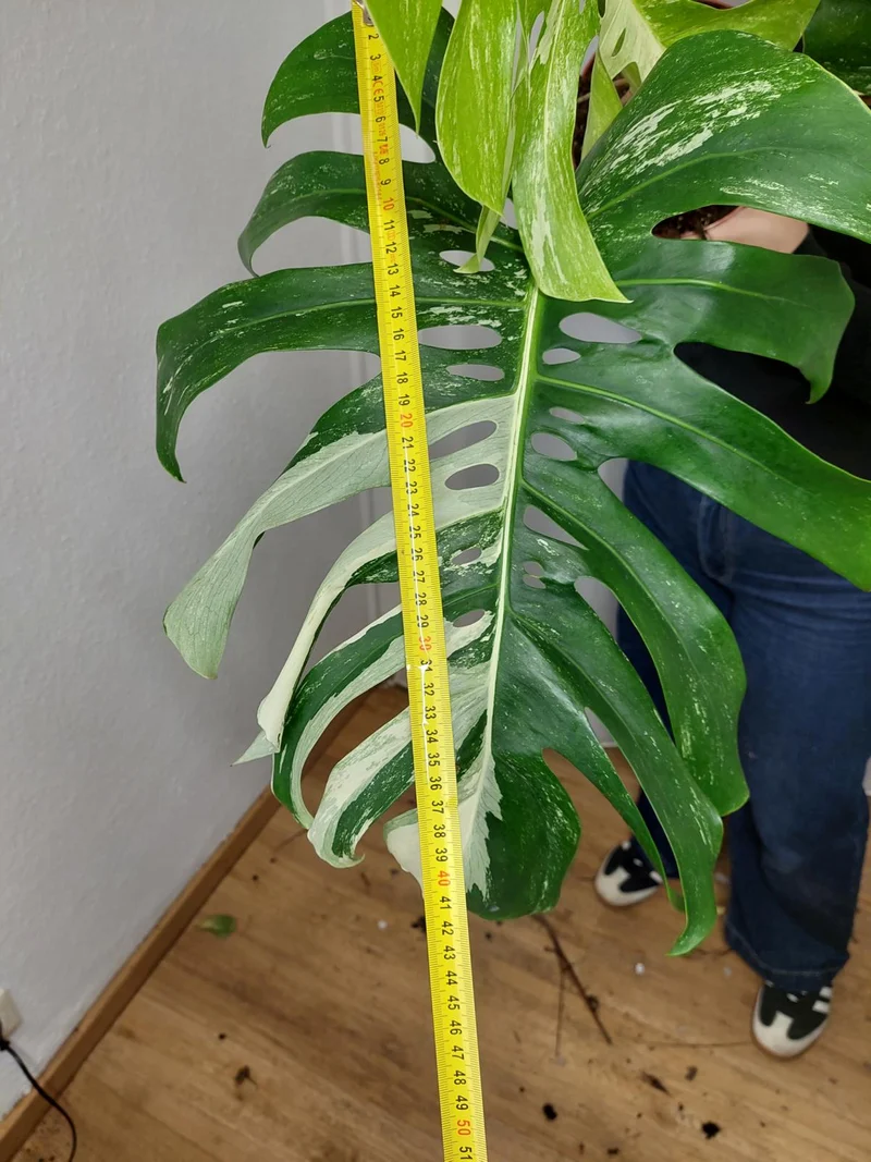 Monstera Variegata Adult