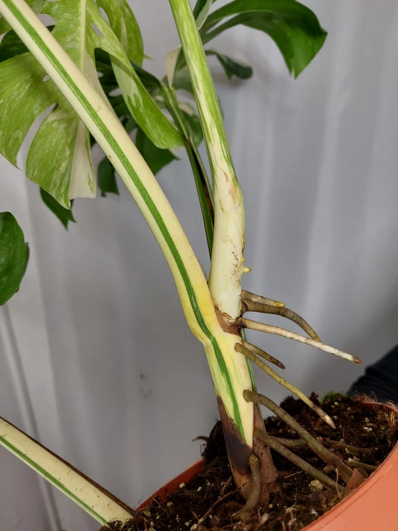 Monstera Variegata Adult