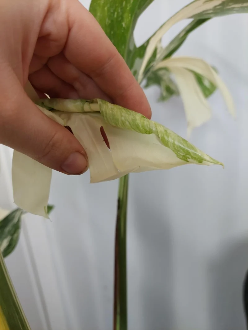 Monstera Variegata Adult