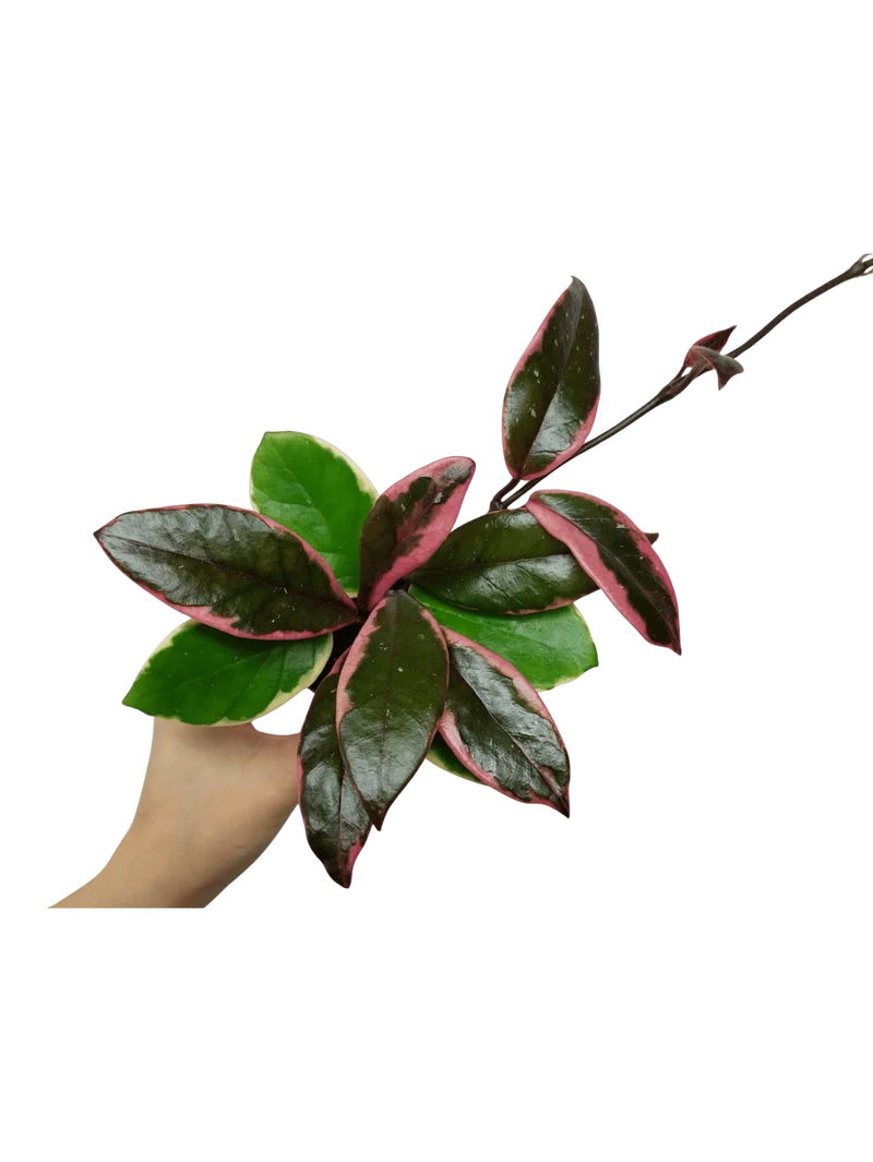 Hoya Carnosa Floraganza