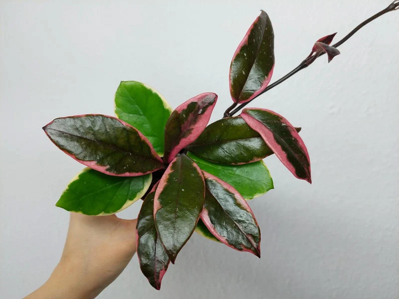 Hoya Carnosa Floraganza