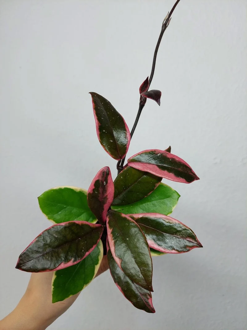 Hoya Carnosa Floraganza