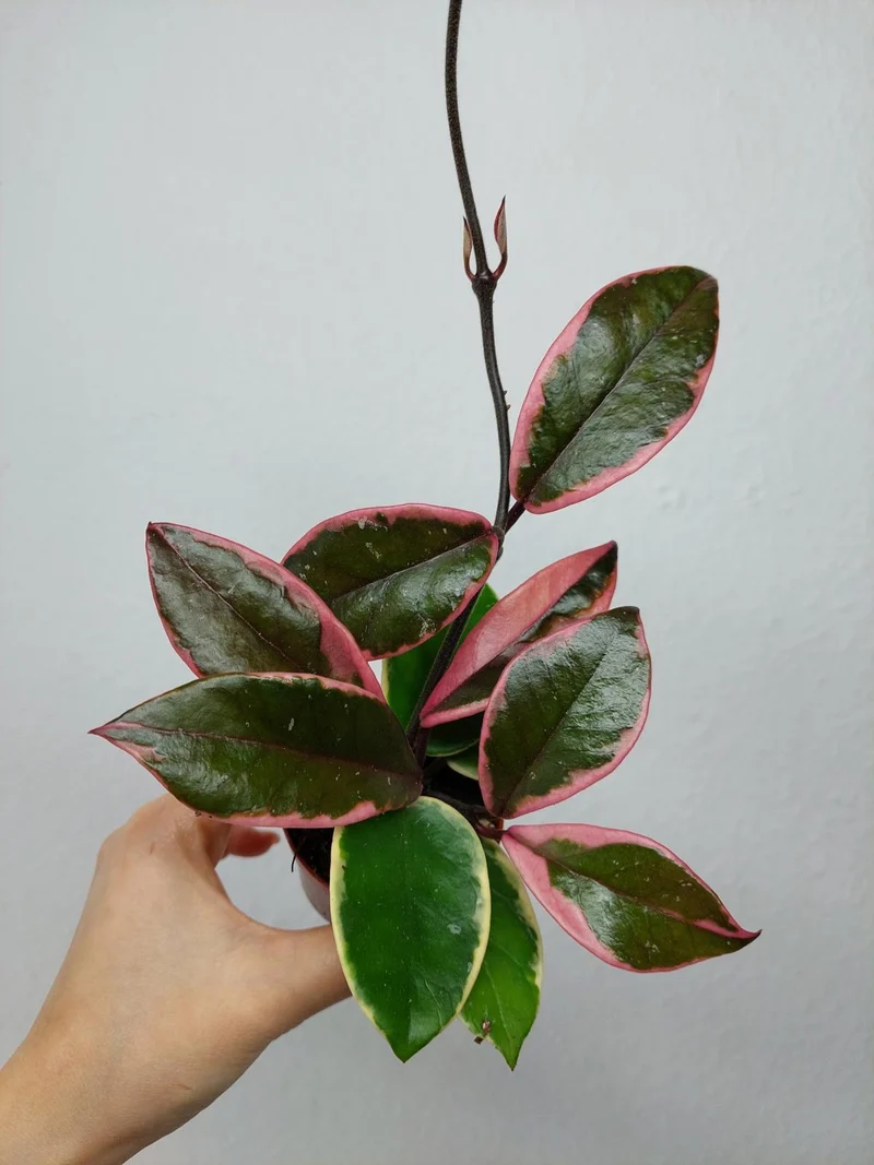 Hoya Carnosa Floraganza