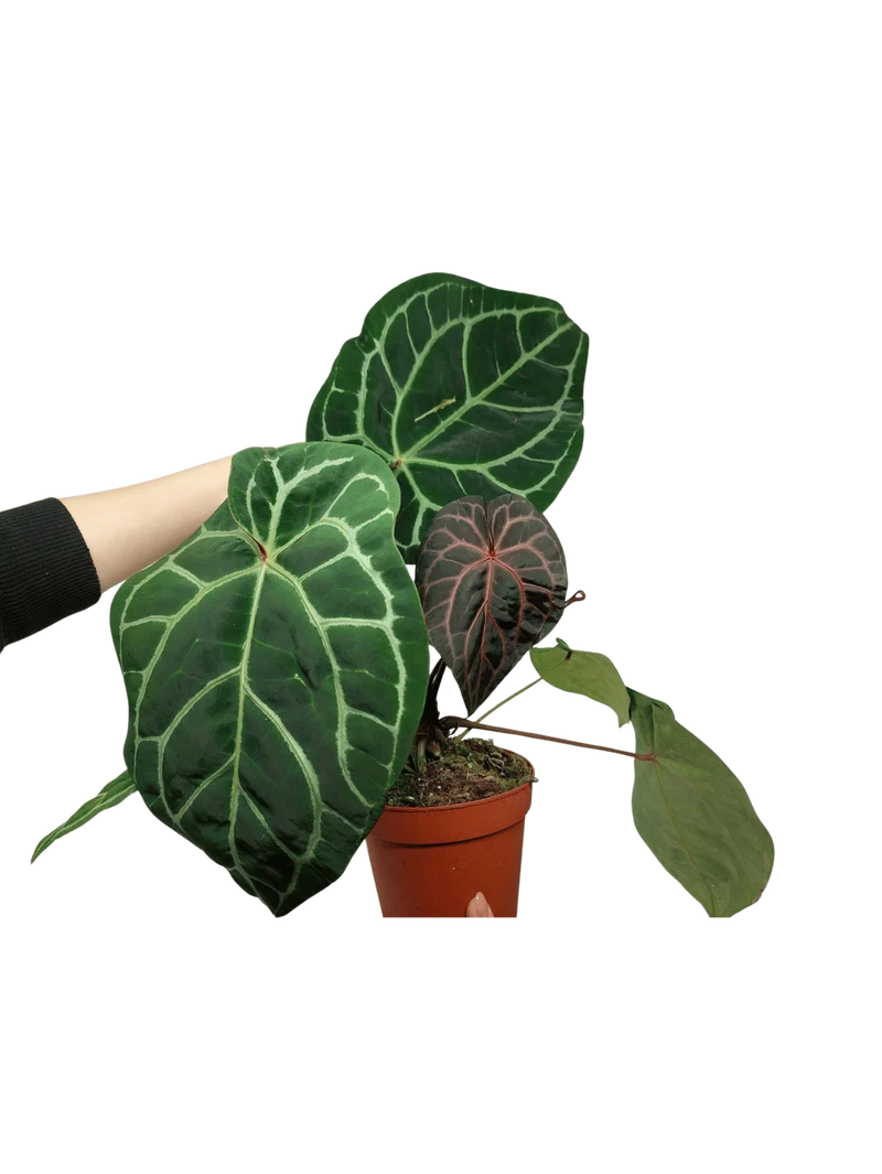 Anthurium Red Crystallinum NSE x Tezula