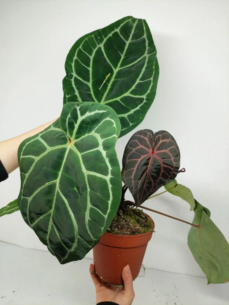 Anthurium Red Crystallinum NSE x Tezula