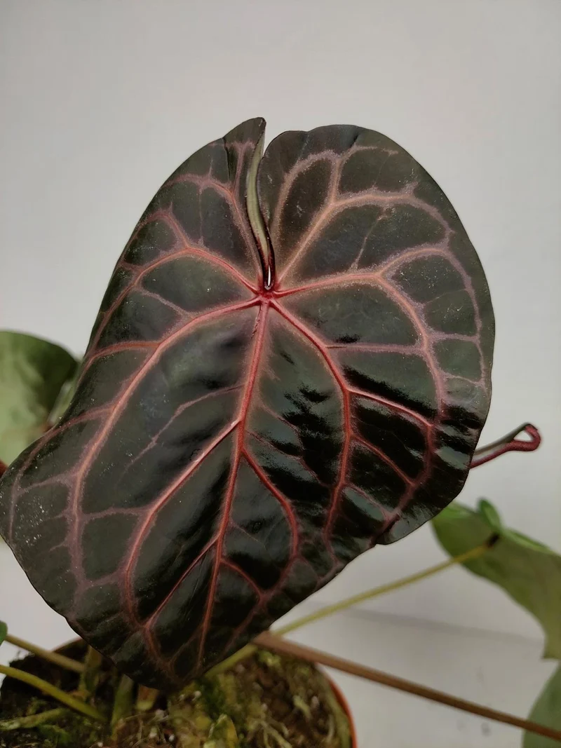 Anthurium Red Crystallinum NSE x Tezula